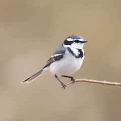 Naklejka premium The white wagtail (Motacilla alba) is a small passerine bird in the family Motacillidae, which also includes pipits and longclaws.