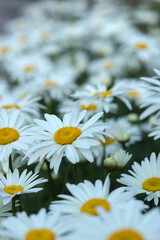 Fototapeta premium Field of fresh daisies in daylight. Clean and bright nature image with strong floral elements and natural balance for eco, health, or seasonal projects.