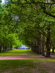 Green Park in central London with lush tree alleys and pathways. Concept of green urban spaces in UK
