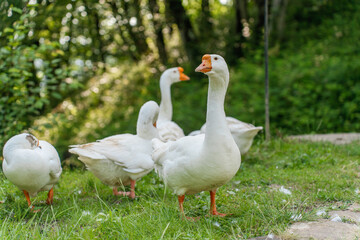 A lot of geese are standing on the grass