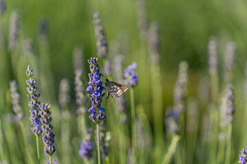 A butterfly on a lavender flower in a field
