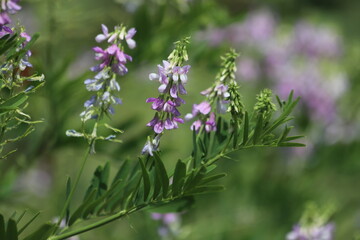Blossoming galega officinalis, goat rue. Medicinal herb.