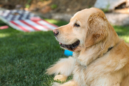 Happy golden retriever laying down on green grass with a corn hole game featuring an american flag in the background. The friendly dog has a smile on his face.