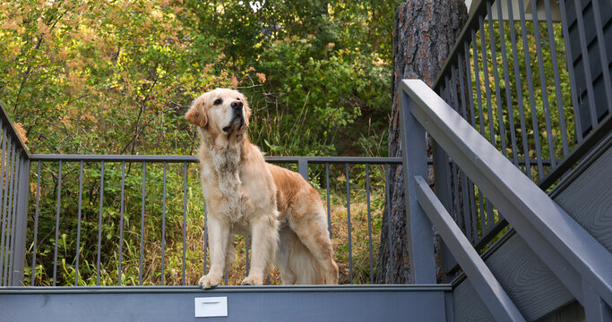 Handsome golden retriever dog standing alert at the top of the stairs on an outdoor deck. 