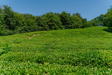 Tea leaves on a tea plantation. Beautiful natural landscape