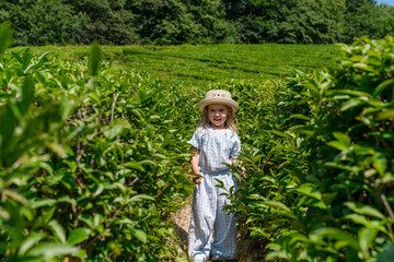 Naklejka premium Child Caucasian little girl walks between the rows of tea on a tea plantation.