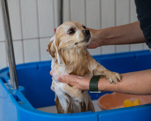 Cute Pomeranian at the grooming. Dog in the shower. 