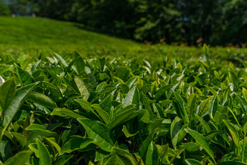 Tea leaves on a tea plantation. Beautiful natural landscape