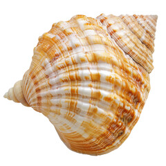 Obraz premium Close-up of a spiral seashell, displaying intricate patterns of creamy white, beige, and light brown hues