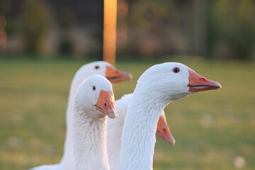 portrait of a goose © Bennet
