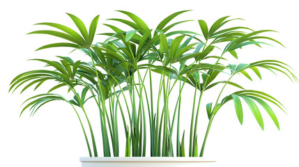 Potted palm plant with vibrant green foliage.  Healthy, lush, and full