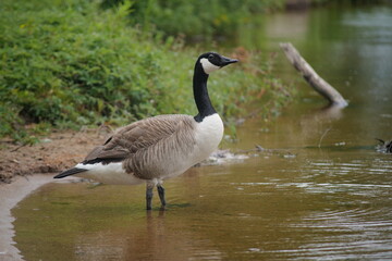 Kanadagås vid vattenbryn i grönskande natur
Canada Goose by the Water's Edge in Lush Nature 