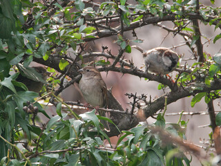 sparrows in trees