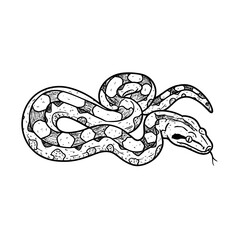 Black and white illustration of boa constrictor isolated on white background