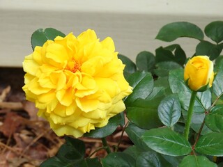 Vibrant Yellow Rose in Bloom