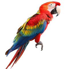 Vibrant macaw, profile view, bold colors (6)