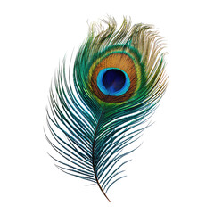 Obraz premium Detailed peacock feather against black background