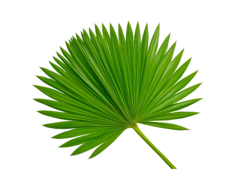 A single palm leaf, vibrant green with long petioles and fronds, isolated on a transparent background in PNG format.