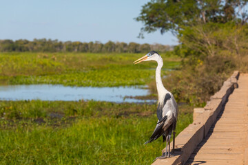 Heron
