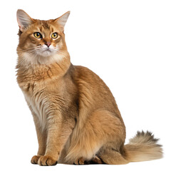 adult cat png full body adult cat portrait png mature feline profile PNG transparent background image