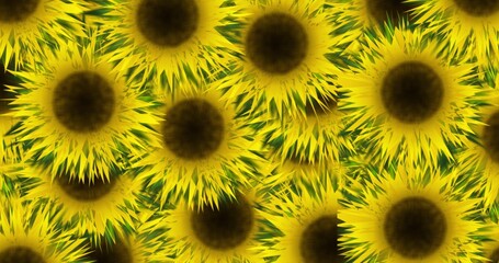 yellow sunflower background