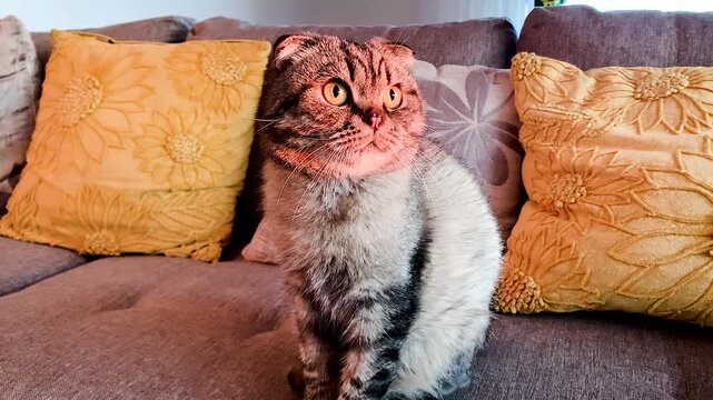 Cat looking at the camera Scottish Fold breed sitting on a sofa in the living room