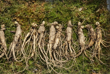 Fresh Korean ginseng roots displayed at a traditional market in Korea for immunity and vitality
