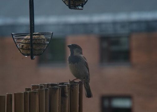 Gr&aring;sparv hane, &Ouml;stersund
Male House Sparrow, &Ouml;stersund, Sweden