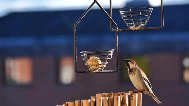 Gr&aring;sparv hane &auml;ter fr&aring;n talgboll och flyger iv&auml;g &ndash; slow motion, &Ouml;stersund
Male House Sparrow Eating from Fat Ball and Flying Away &ndash; Slow Motion, &Ouml;stersund, Sweden