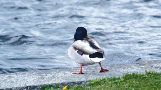 Gr&auml;sandshane g&aring;r l&aring;ngsamt p&aring; stenpir vid Storsj&ouml;n &ndash; slow motion
Male Mallard Walking Slowly on Stone Pier by Lake Storsj&ouml;n &ndash; Slow Motion
