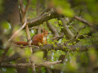 red squirrel on a tree © Jimmy Liu