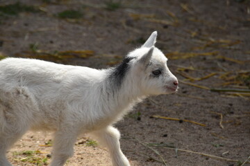A cute little goatling is outdoor on a farm in sunny summer day.