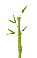 bamboo isolated on white background