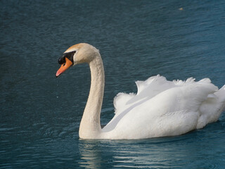 swan on the water