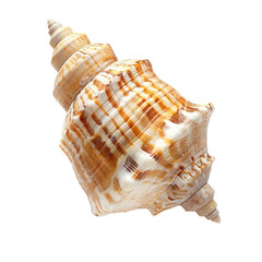 Close-up of a seashell, spiraled, light beige and tan