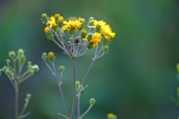 meadow flower in the morning light. Hieracium silvaticum
