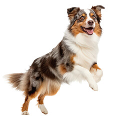 Fototapeta premium australian shepherd dog active pose png energetic Aussie Shepherd running PNG herding dog action shot PNG happy dog portrait PNG transparent background image