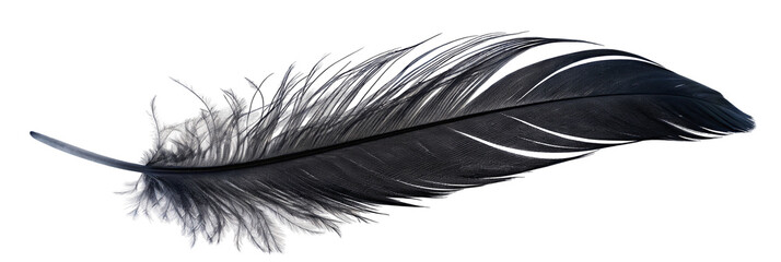 Elegant black feather on white background showing delicate and intricate natural textures