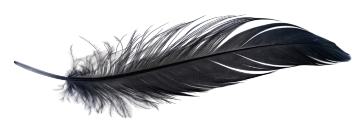 Elegant black feather on white background showing delicate and intricate natural textures