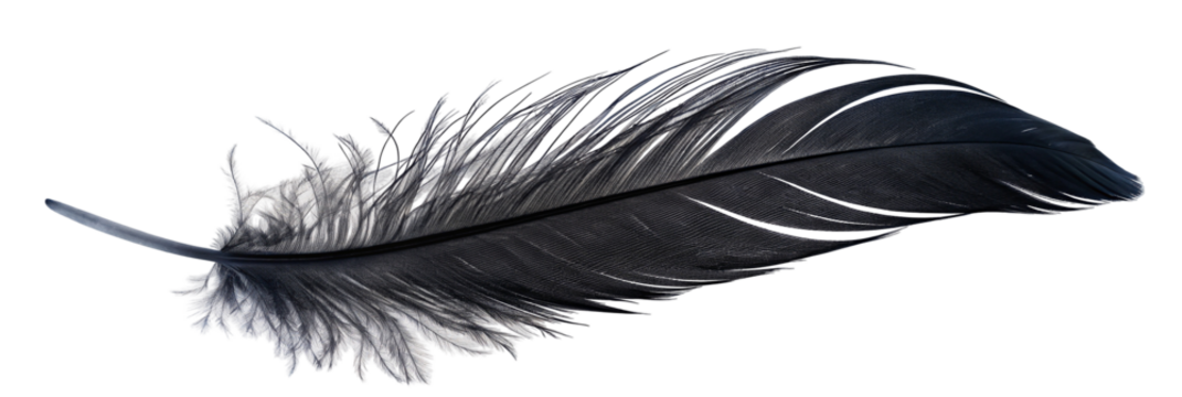 Elegant black feather on white background showing delicate and intricate natural textures