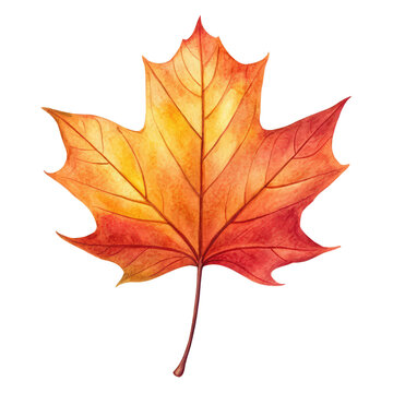 autumnal plane leaf in watercolor style png painted plane tree leaf PNG fall leaf art PNG botanical illustration PNG transparent background image