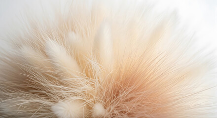 Closeup of delicate pampas grass plumes with water droplets glistening