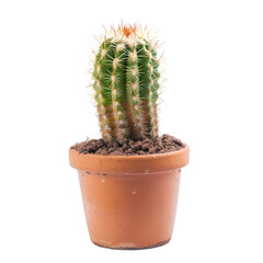 Small, spiky cactus in terracotta pot (1)