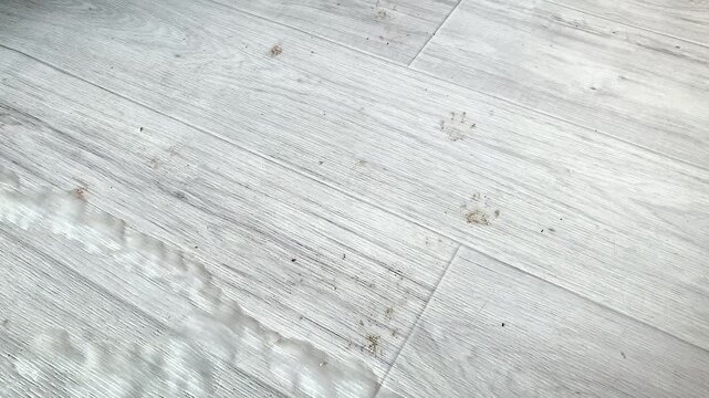 Cat footprints on the parquet floor.cat footprints pet a little dirt black go on the floor of the parquet dirt