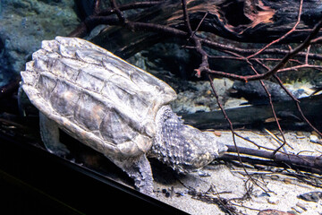Alligator Snapping Turtle sitting on branch