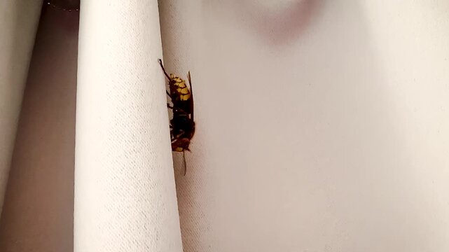 Hornet on the curtains moves .large insect poisonous dangerous