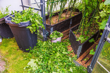 Close up view of pruned tomato stems and green leaves lying on ground near black trash bin in...