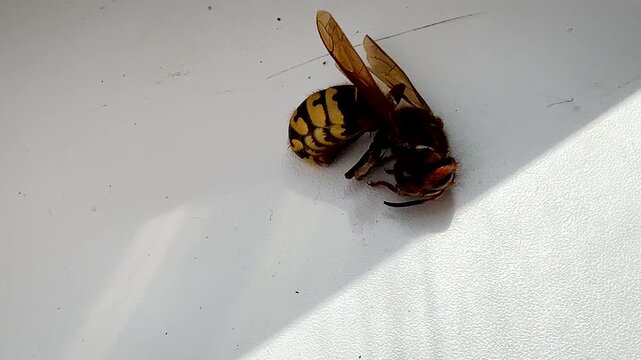 Hornet on the curtains died .large insect poisonous dangerous