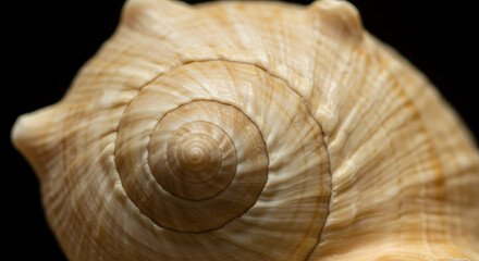 shell