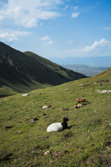 Obraz premium sheep in the mountains